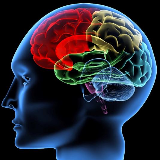 Biological Basis of Behavior